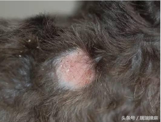 狗狗有皮肤病用什么药给它洗澡,冬季如何治疗狗狗的皮肤病