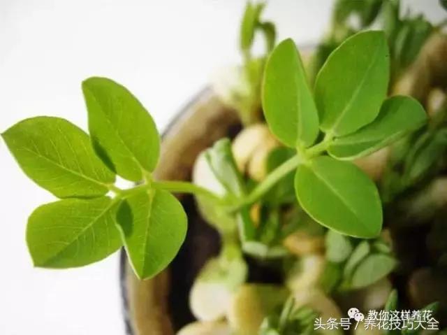 盆栽花生的变化,最好看的盆栽花生