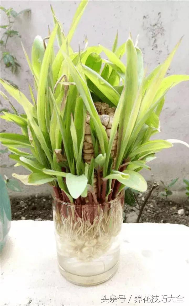 盆栽花生的变化,最好看的盆栽花生