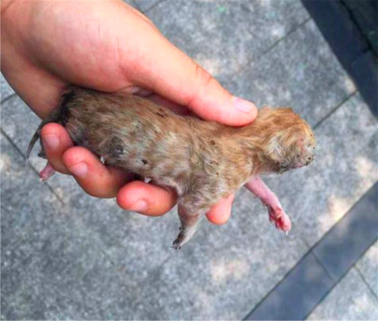 橘猫濒死前遇到善良学生，“偷渡”进寝室后，共同努力下救活猫咪