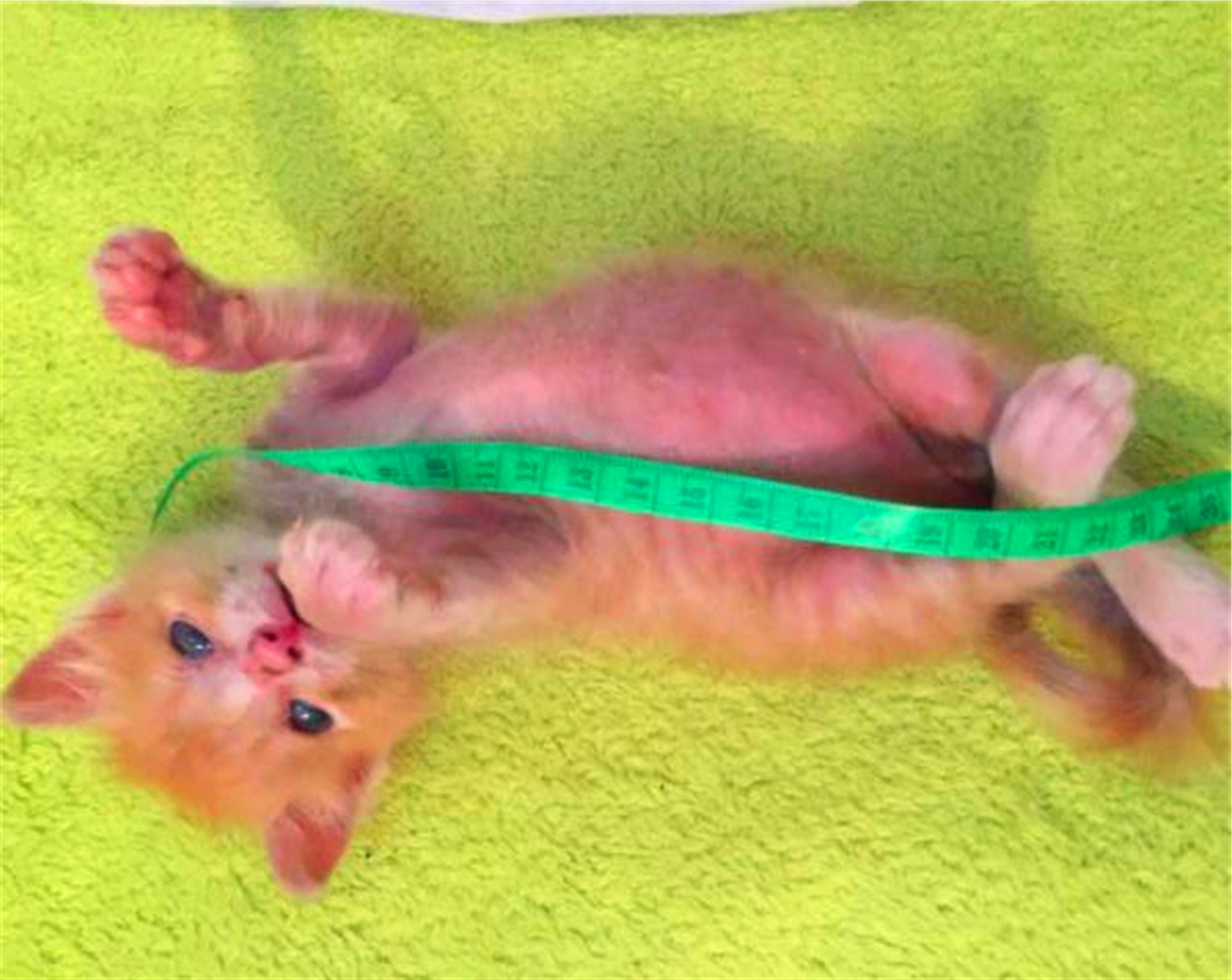 橘猫濒死前遇到善良学生，“偷渡”进寝室后，共同努力下救活猫咪