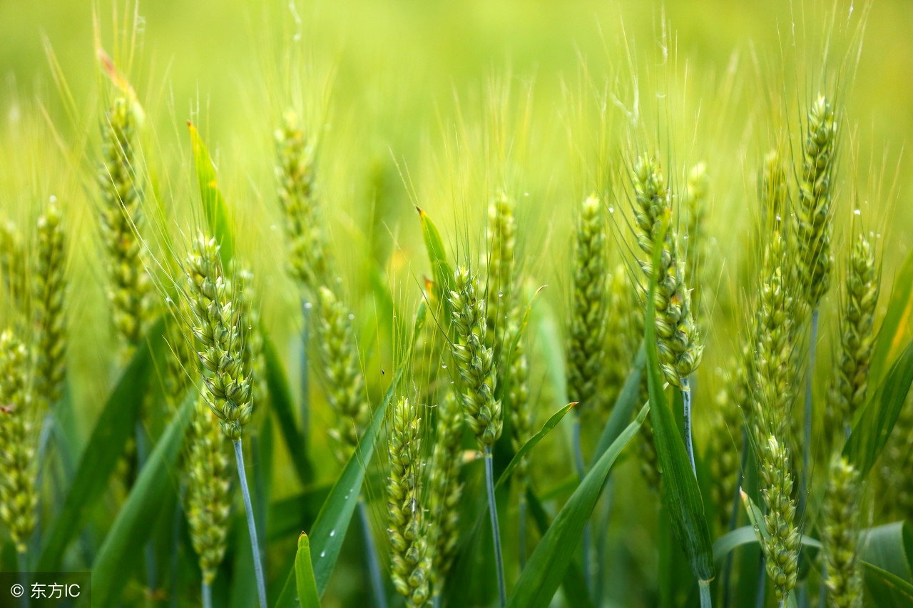 麦田除草剂主要成分,麦田除草剂哪种配方的好