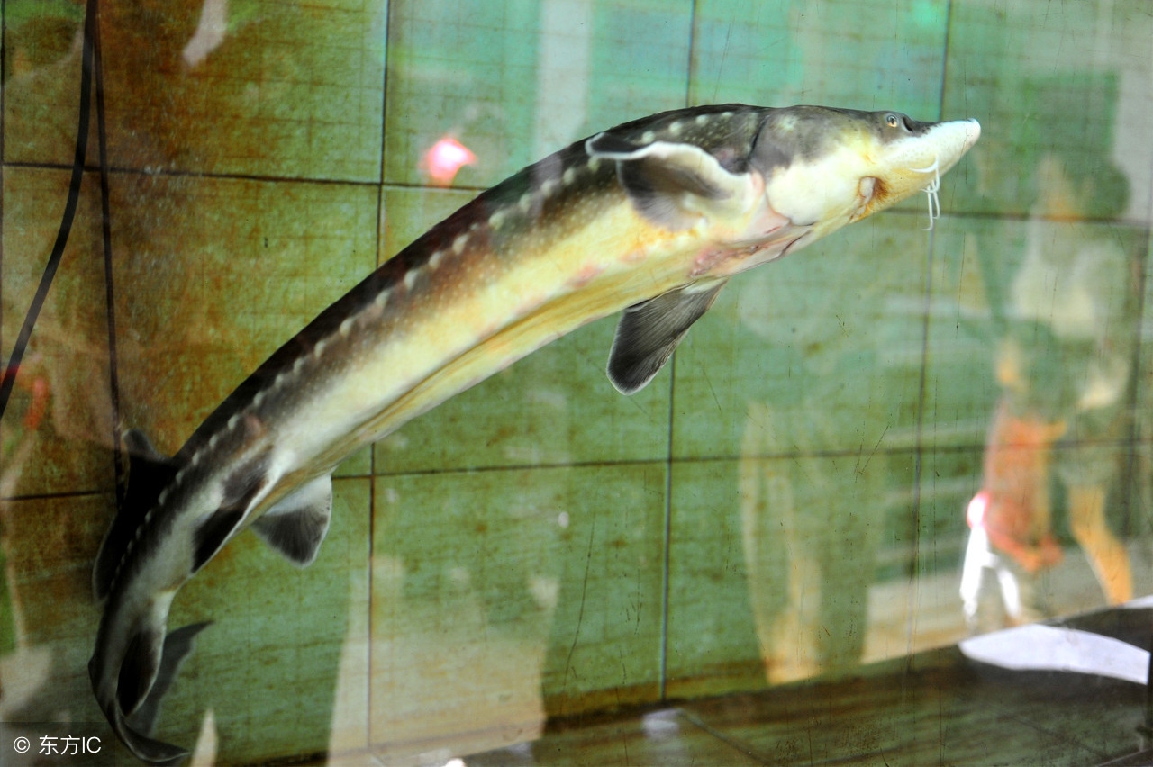 西杂鲟和中华鲟区别,西杂鲟和中华鲟杂交