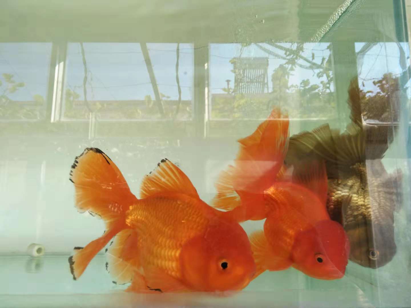 观赏鱼的养殖密度标准,观赏鱼原本以为这么大密度不好养