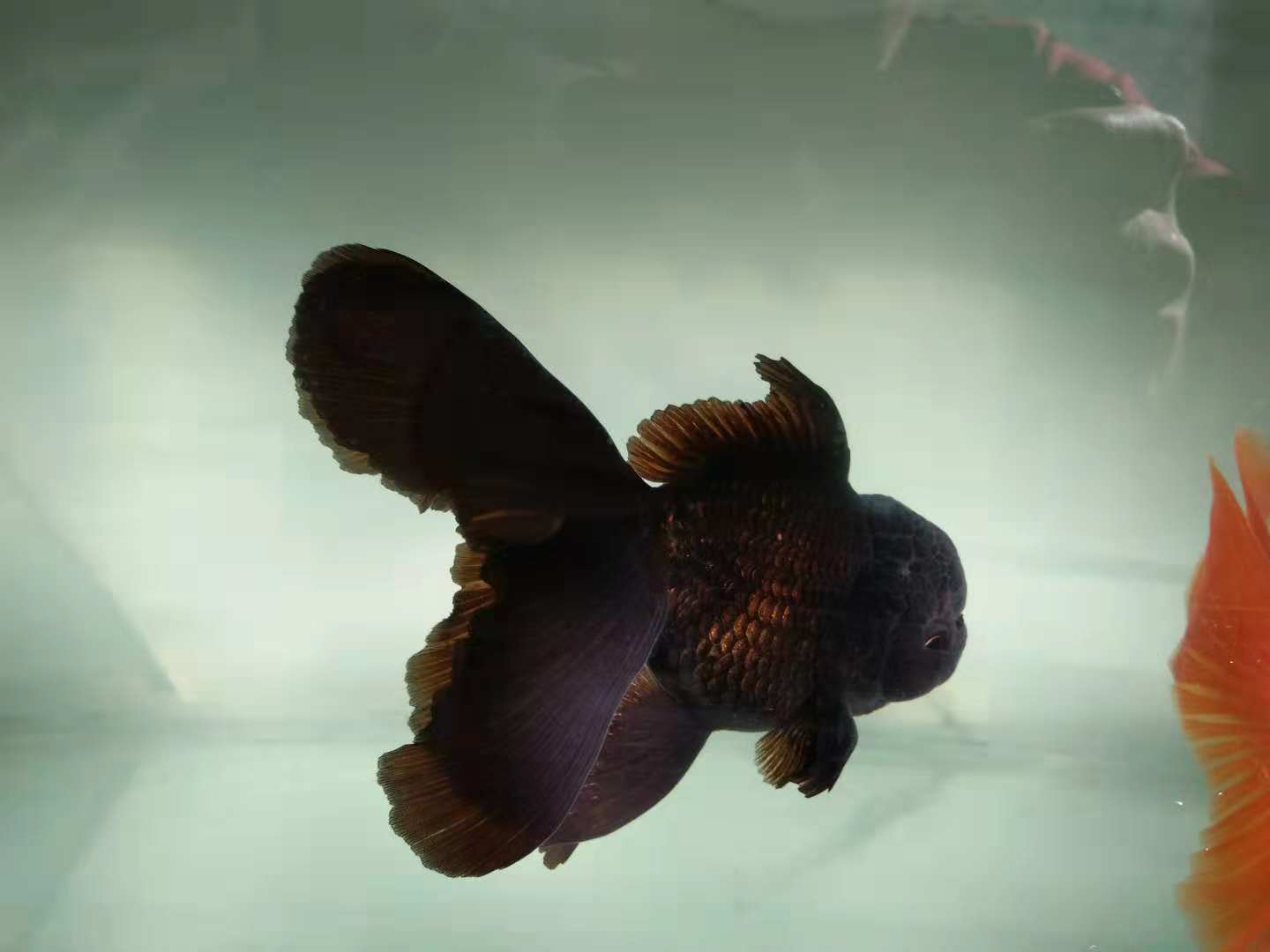 鱼缸用硝化细菌还需要用净水剂吗,30*20*30的鱼缸放几粒硝化细菌