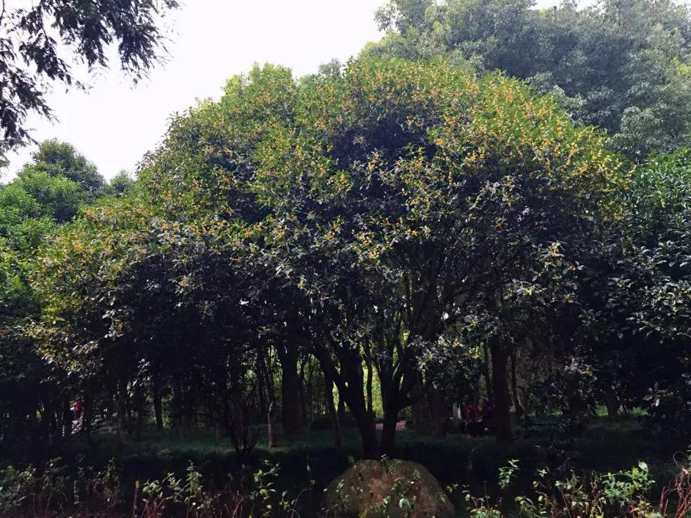 赏桂好去处,金秋赏桂好去处