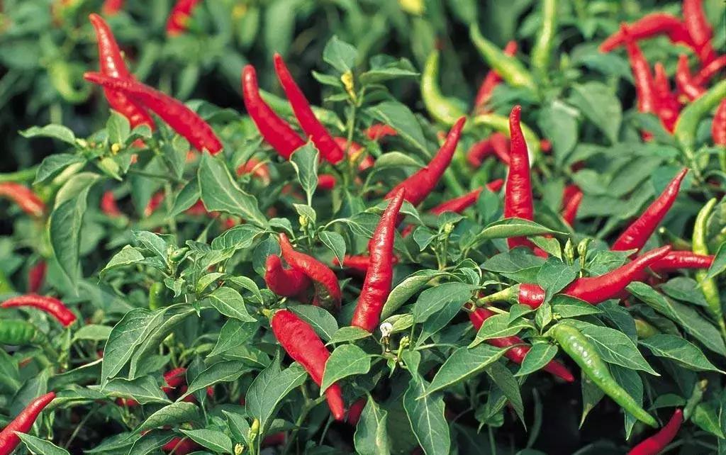 河南一年四季种植蔬菜时间表,内蒙古包头地区种植蔬菜的时间表