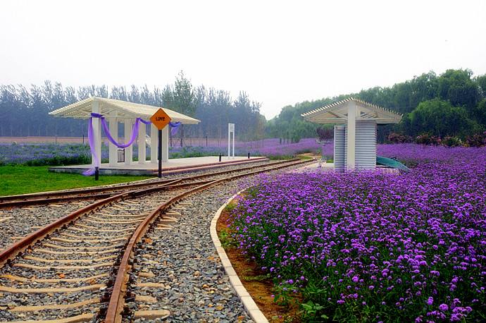 北京薰衣草庄园门头沟,北京薰衣草庄园