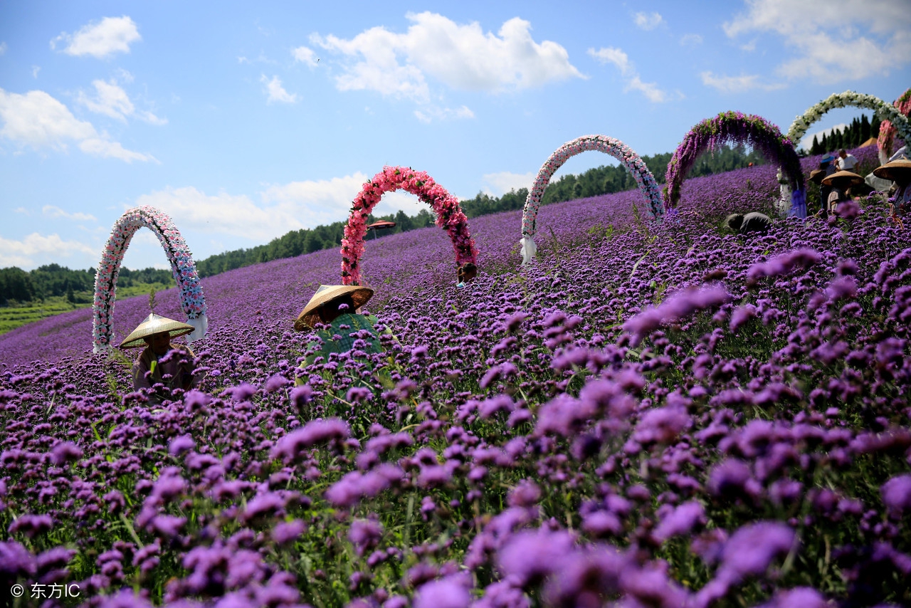 最美薰衣草庄园,北京薰衣草花海