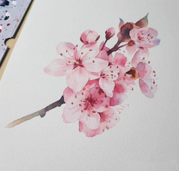 水彩画樱花初学者绘画步骤,樱花画法水彩教程视频