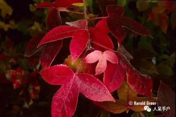 秋天到底是什么颜色的呢,秋天和秋雨是一种什么样的颜色