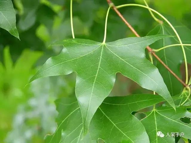 秋天到底是什么颜色的呢,秋天和秋雨是一种什么样的颜色