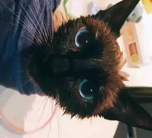 暹罗怎么不变白,暹罗变黑变不回来怎么办