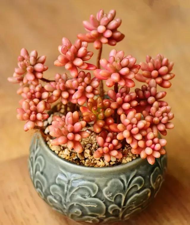 极强的适应能力,超强的适应力