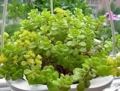 极强的适应能力,超强的适应力