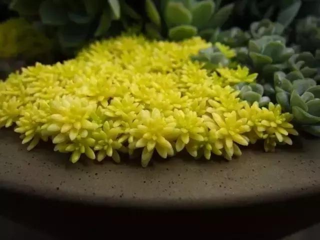 有极强的适应能力,超强适应能力