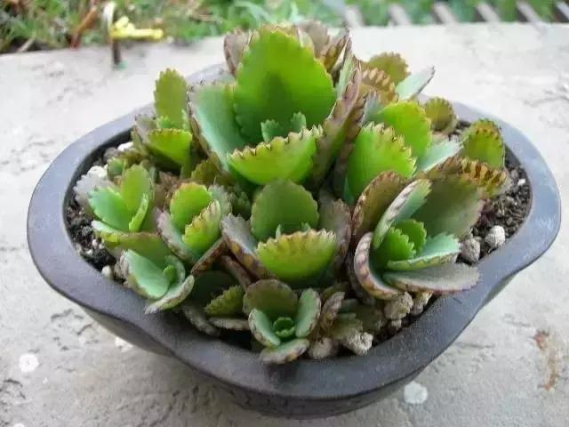 极强的适应能力,超强的适应力