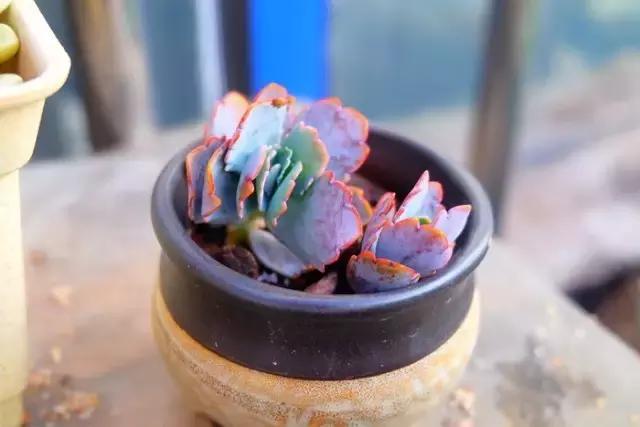 极强的适应能力,超强的适应力