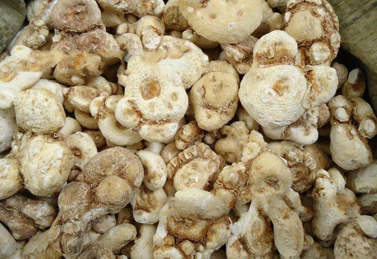 中药材天南星,中药材天南星种植方法