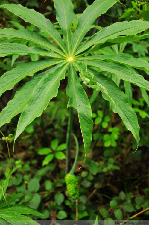 中药材天南星,中药材天南星种植方法