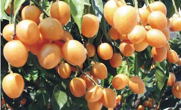 海南人最喜欢吃的食物,海南人吃最多的是什么