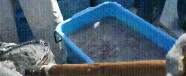 超市小鱼干做法,超市卖的很火的麻辣五香小鱼干