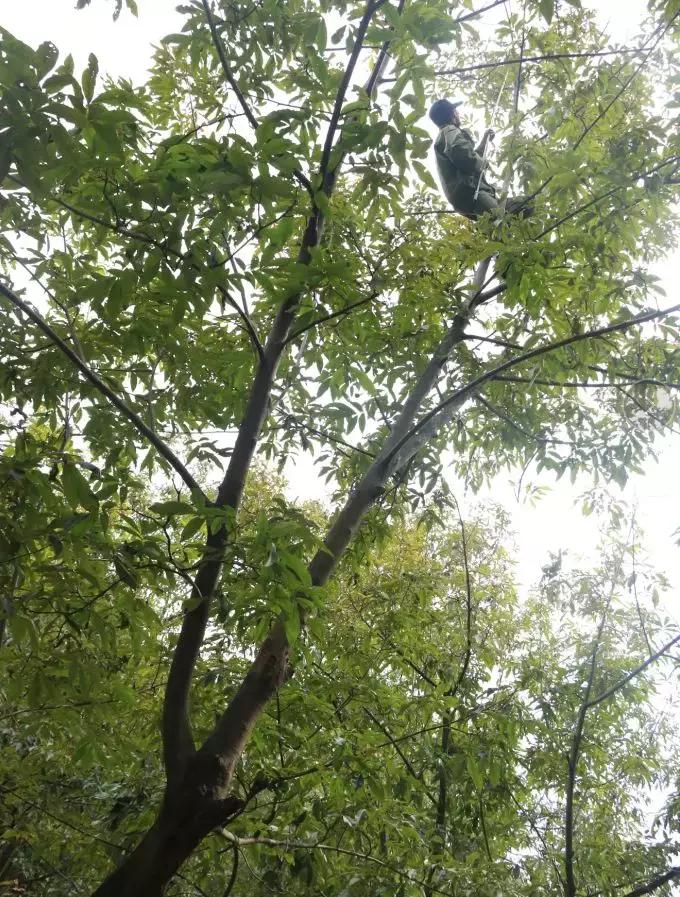 手剥山核桃制作过程,自制山核桃步骤