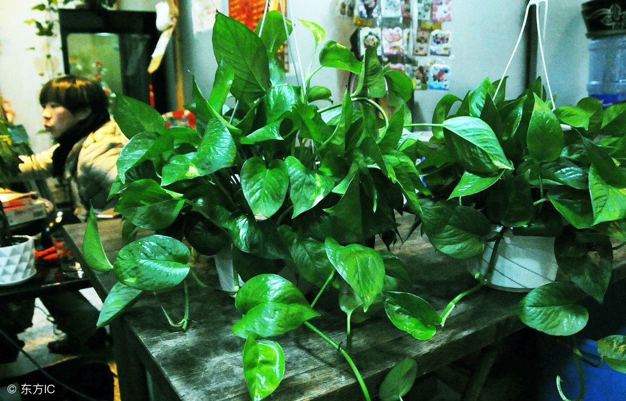 水培绿萝怎么养护长得才茂盛,水培绿萝怎么养才能长得茂盛