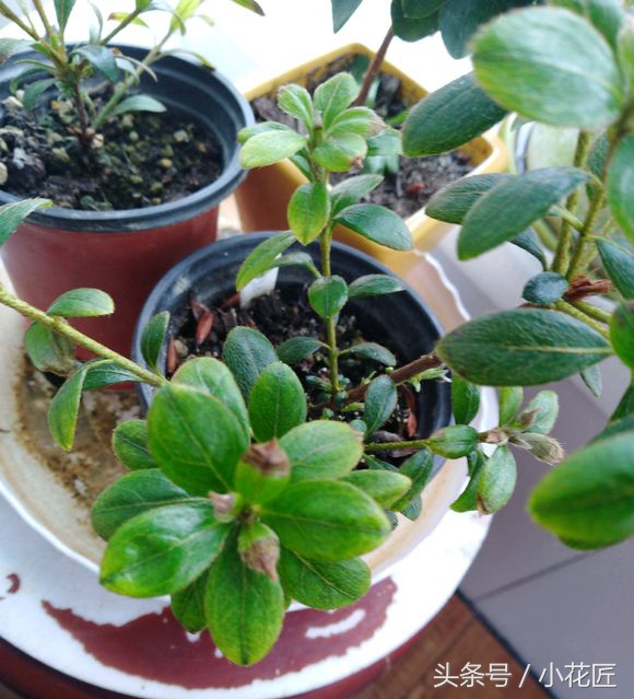 杜鹃花太贫瘠了会死吗,杜鹃花开完花就死了