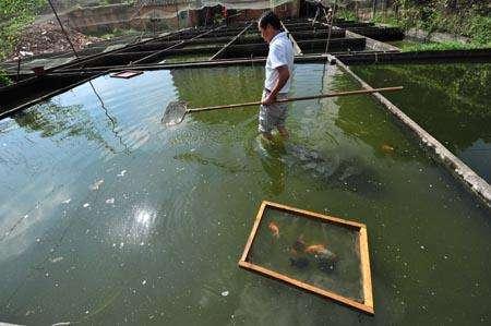 兰寿金鱼为什么一定要阳光饲养,兰寿金鱼用什么底砂