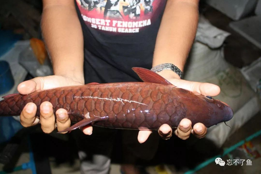 鱼怎么才能知道真假,如何分辨真假白鱼