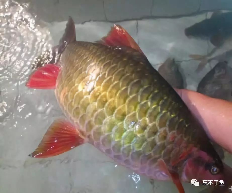 鱼怎么才能知道真假,如何分辨真假白鱼