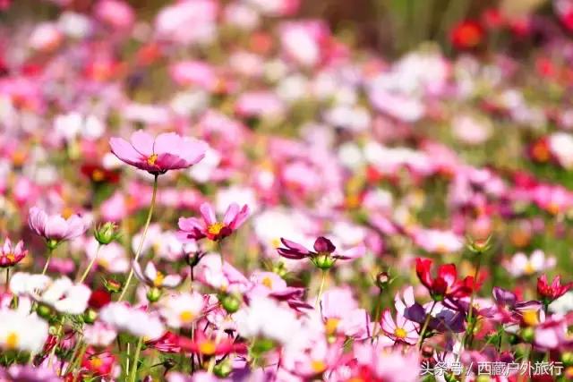 拉萨旅游攻略必去景点大全,拉萨旅游景点推荐及攻略