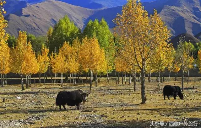 拉萨旅游攻略必去景点大全,拉萨旅游景点推荐及攻略