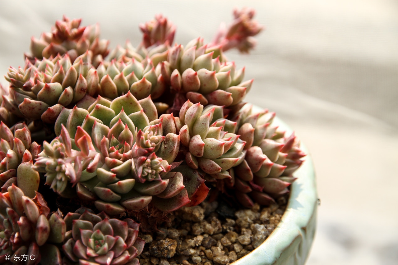 从新手小白到多肉达人,从小白到大神蜕变