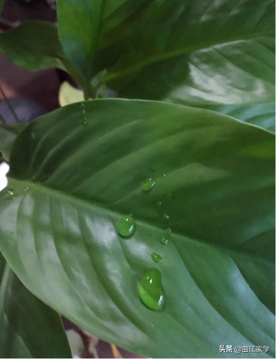 云腾致雨千字文朗读,千字文云腾致雨动画解释