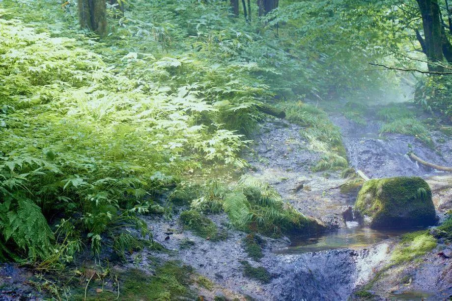 日本诺奖的秘密,日本获得过什么诺奖