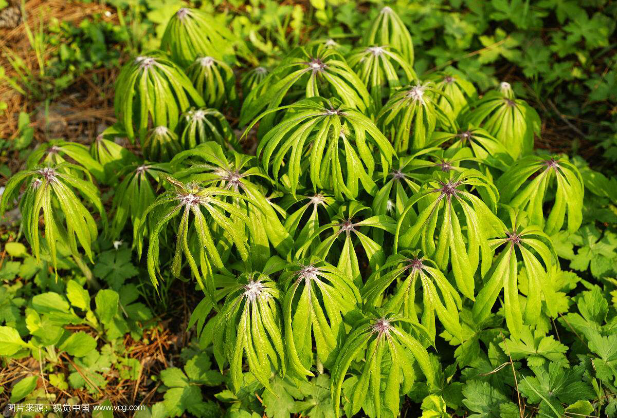 兔儿伞的功效,兔儿伞根图片