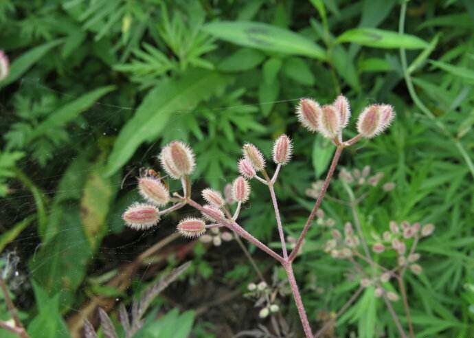 小时候都见过玩过的植物，但90%的人还不知道它们的名称