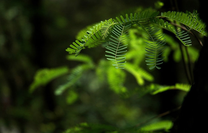 围炉夜话作者是谁,围炉夜话全文及译文