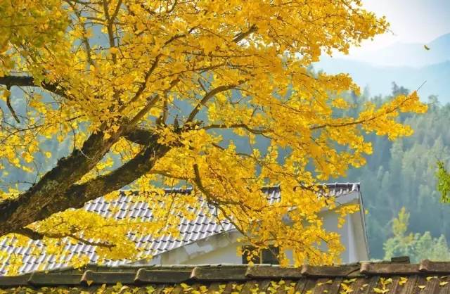 不要去杭州,杭州西湖值得去的地方