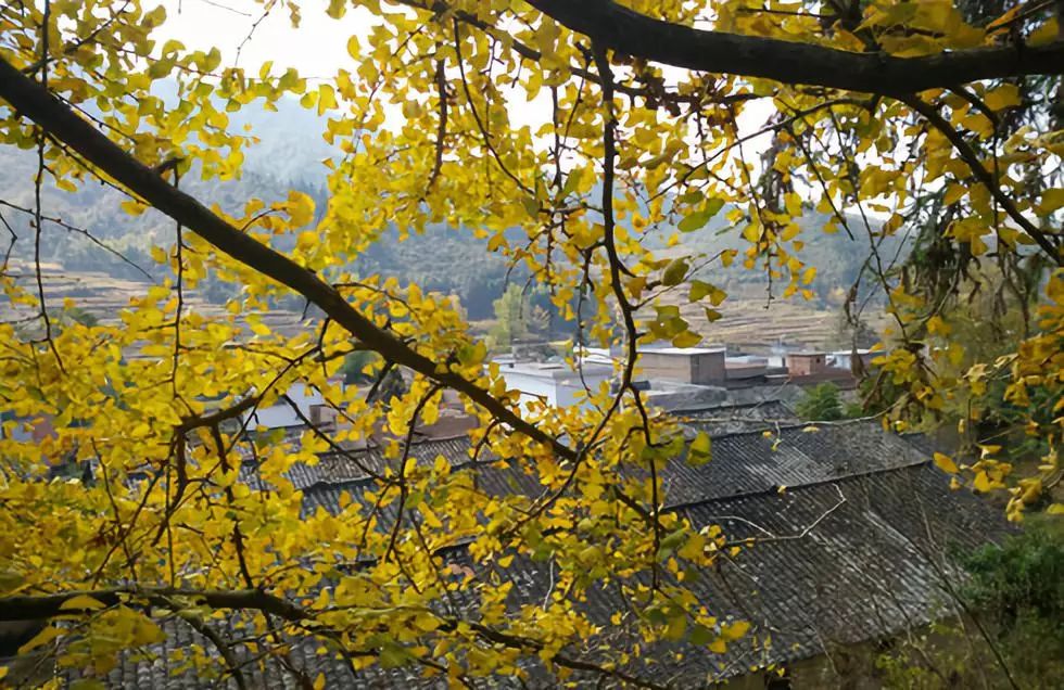 秋在广东很珍贵，若不细心寻找，它便静静地离开了