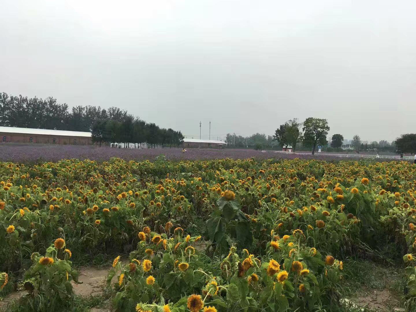 我的北京故事,北京蓝调庄园