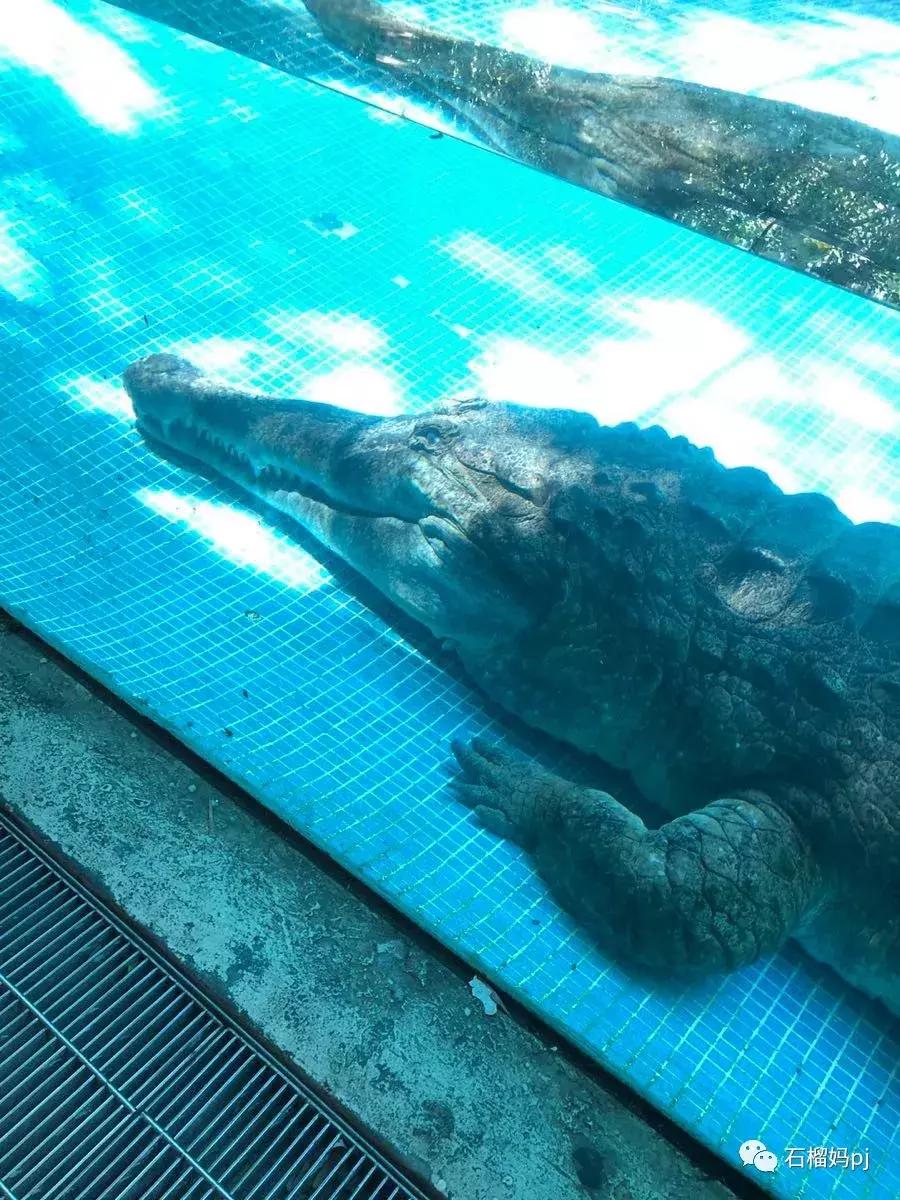 骞垮窞闀块殕椋為笩涔愬洯绁ㄤ环,闀块殕椋為笩涔愬洯灏忓绁ㄤ环