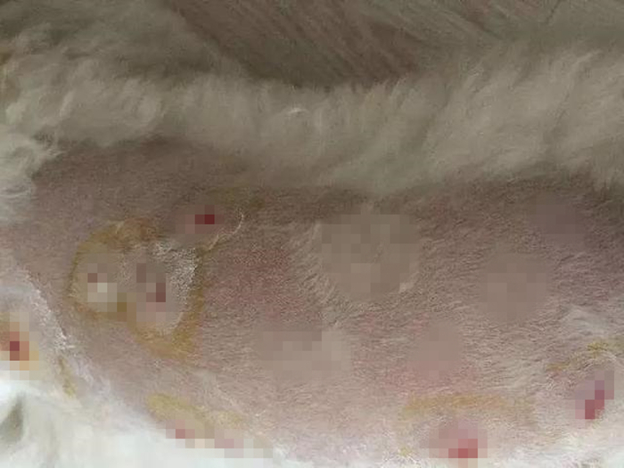 比熊不能遛很爱脏,比熊犬什么时候可以洗澡