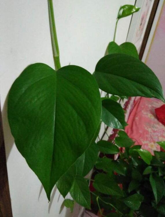 绿萝只有气根没有叶子可以扦插吗,绿萝怎样才能让叶子长得更旺盛