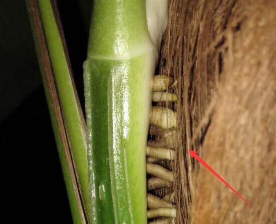 绿萝只有气根没有叶子可以扦插吗,绿萝怎样才能让叶子长得更旺盛