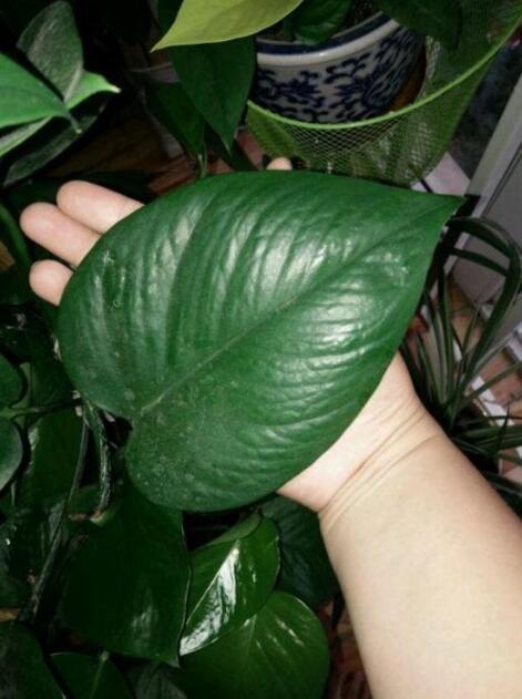 绿萝只有气根没有叶子可以扦插吗,绿萝怎样才能让叶子长得更旺盛