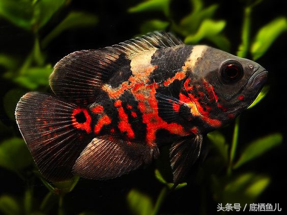 地图鱼的饲养方法与注意事项,地图鱼饲养注意事项大全