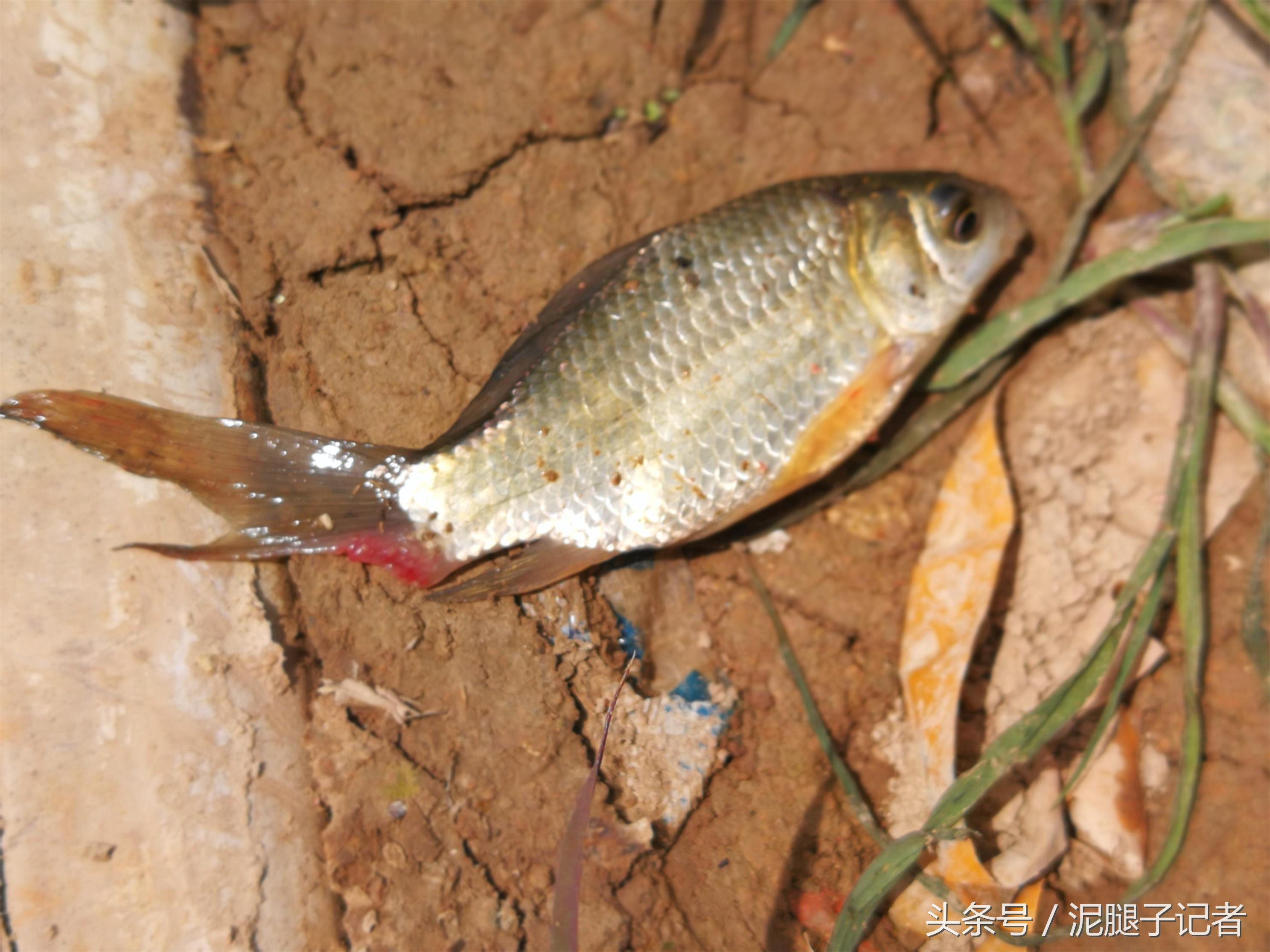 小河沟野钓能遇到什么鱼,野河沟钓鱼钓到珍稀鱼